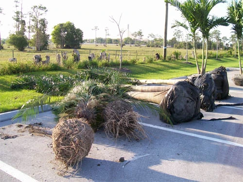 New palm trees for commercial landscaping.